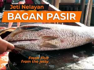 Ikan Kurau Gergasi, Jeti Nelayan Bagan Pasir, Tanjung Karang. Syurga Beli Belah Hidangan Laut