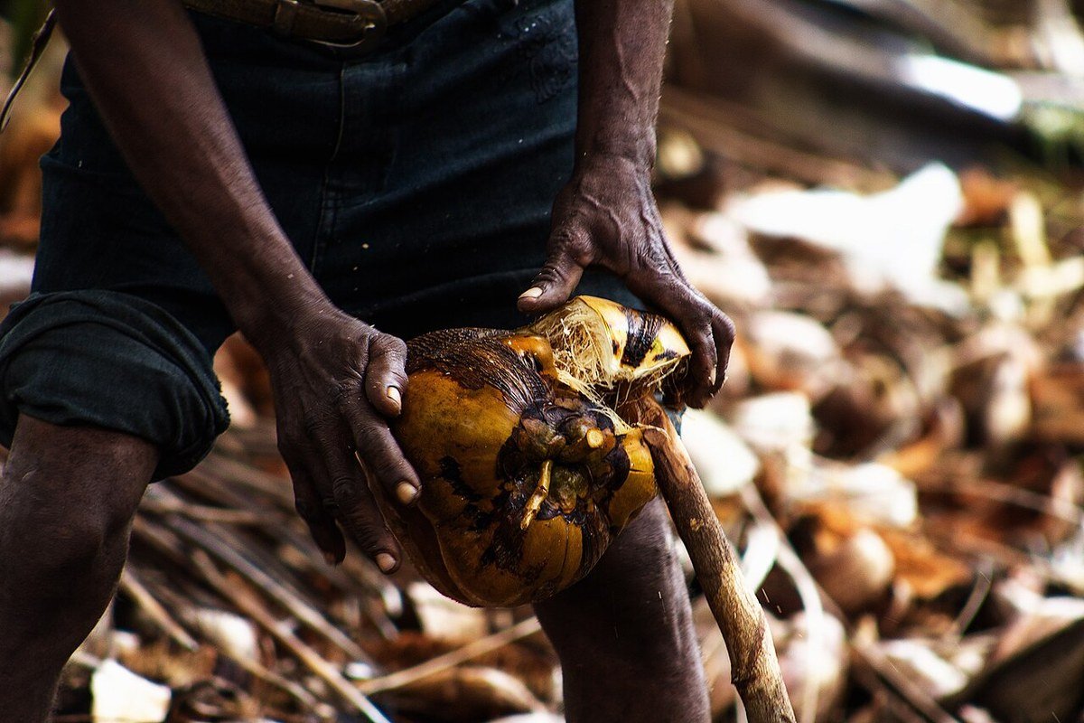 Workers processing coconuts after harvest