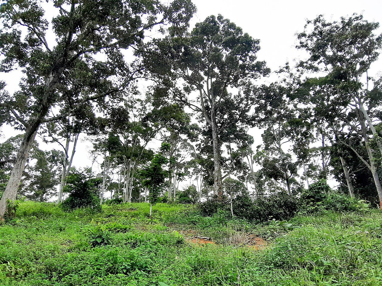 Kebun durian di Malaysia selepas hujan