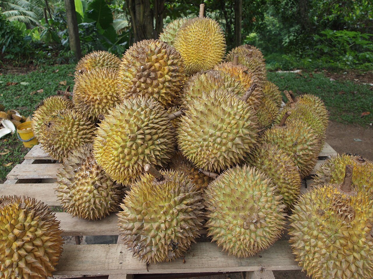 Beberapa biji durian Malaysia dikumpulkan untuk dijual