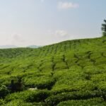 Tea plantation and harvest in the Cameron Highlands, Malaysia