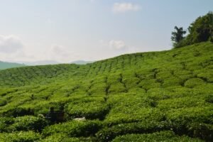 Tea plantation and harvest in the Cameron Highlands, Malaysia