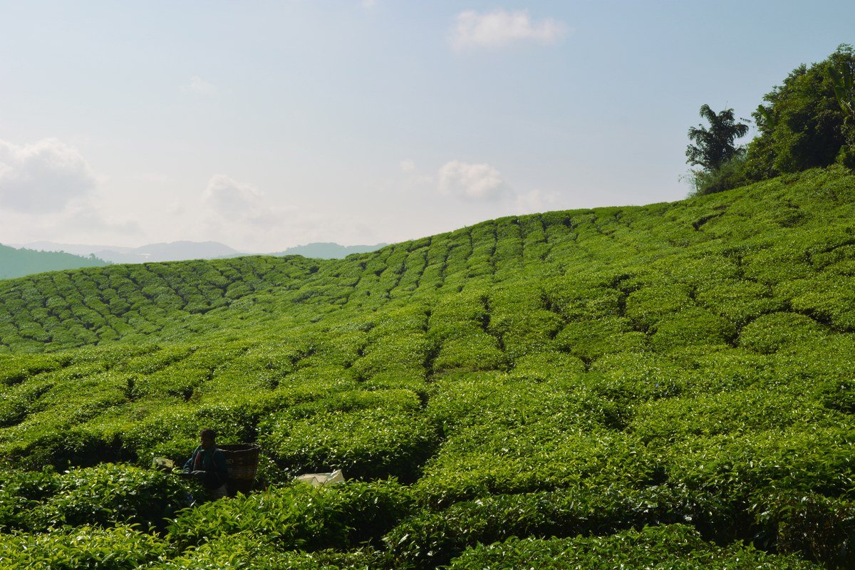 Tea plantation and harvest in the Cameron Highlands, Malaysia