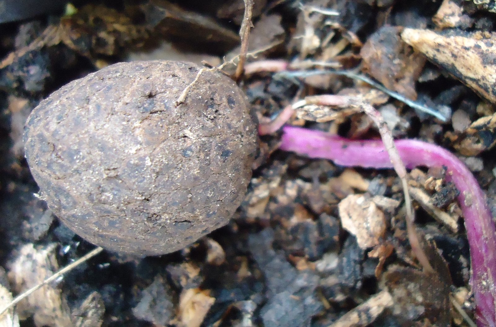 Purple yam tuber from Mindanao, Philippines