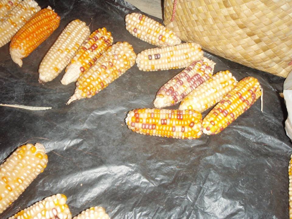 Multicoloured maize cobs photographed in Soibada, Timor-Leste